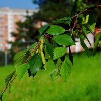 Листья тихо шелестят, меж собою говорят. :: Татьяна Помогалова