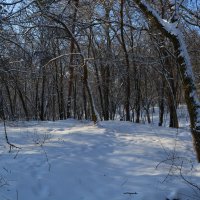 Шахты. Зимний лес Лесхоза. :: Пётр Чернега