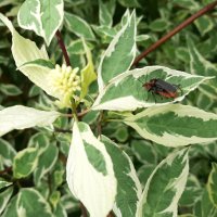 Жук пожарник или мягкотелка красноногая (Cantharis rustica) :: Елена Павлова (Смолова)