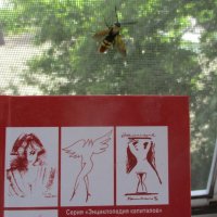 Женщина, как пчела: это и мед, и укусы, и страсти искусы... :: Alex Aro Aro Алексей Арошенко