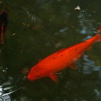 Рыбка-рыбка золотая, исполни мое желание! :: Светлана 