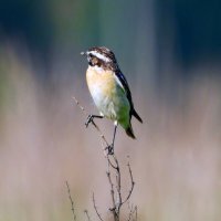 Лугово́й чека́н (лат. Saxicola rubetra) — певчая птица семейства мухоловковых. :: Павел Fotoflash911 Никулочкин