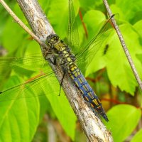 Orthetrum cancellatum  - Black-tailed Skimmer, female.  Стрекоза f решётчатая [большая голубая] :: ivan 