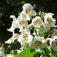 Белые цветки катальпы собраны в рыхлые прямостоячие соцветия :: Татьяна Смоляниченко