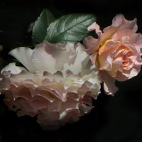 Две розы. :: Nata 