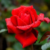Эта роза открыла розовый сезон в моём саду :: Татьяна Лютаева