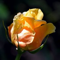 Жёлтые розы, пыл отношений... :: Nina Streapan