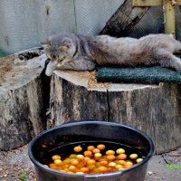 "Хозяйка, не кошачье это дело, абрикосы мыть!" :: Восковых Анна Васильевна 