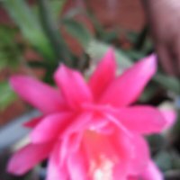 Розовый цветок :: Дмитрий Никитин