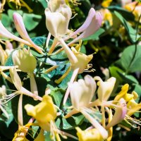 Каприфоль (Lonicera caprifolium) :: Роман Алексеев