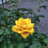 Жёлтая роза :: Сергей К. 