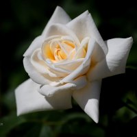 Белая роза :: Александр Синдерёв