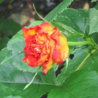 Красно-жёлтая роза :: Дмитрий Никитин