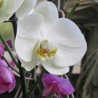 Орхидеи :: Герович Лилия 