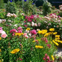Лето в парке цветов :: Nina Yudicheva