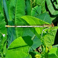 Плосконожка обыкновенная (лат. Platycnemis pennipes) Самка. :: ivan 