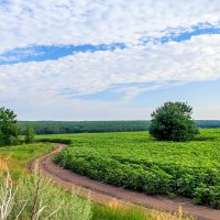 Дорога ранним утром.. :: Юрий Стародубцев