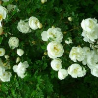 Белые розы :: Виктор 