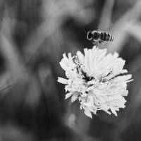 Пчела :: Денис Некрасов