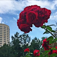 Цветущий букет роз :: Надежда 