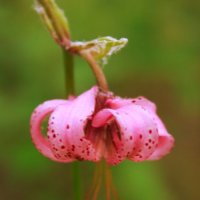 лесной цветок :: ольга хакимова