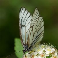 Бабочка :: Наталия Григорьева