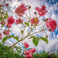 Розы и небо :: Василий Губский