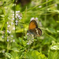 История бабочки и цветка... :: Наталья Меркулова