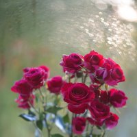 Летние розы :: Анастасия Софронова