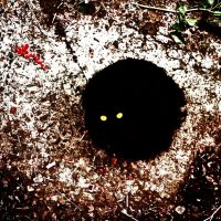 Жил да был чёрный кот под окном :: серый 
