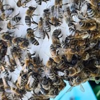 Пчелы :: Татьяна Петровна Бортникова