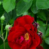цветок плетистой розы :: Наталья Крюкова