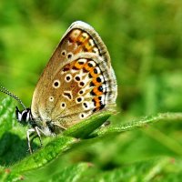 *Голубя́нка аргус, или большой аргус (Plebejus argus :: ivan 