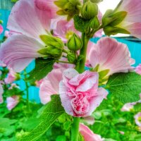Розовые цветы :: Света Кондрашова