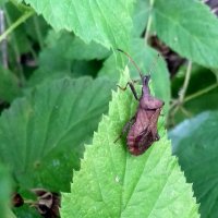 Picromerus bidens Pentatomidae :: Мила Бовкун