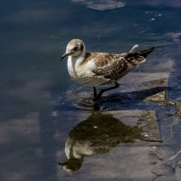 неспешной походкой. :: Петр Беляков