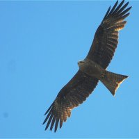 Чёрный коршун (Milvus migrans) :: Иван 