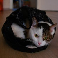 Кот в мешке. :: ANNA POPOVA