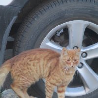 Уличный кот. :: Зинаида 