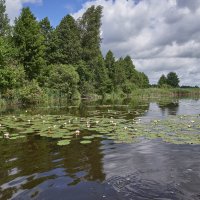 В краю белых лилий... :: Александр Евдокимчик