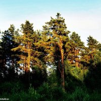 Просто лес и закат :: Игорь Корф