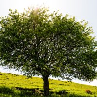 Tree and Sun :: Manuelle Clarke