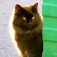 Жил да был черный кот за углом... :: Татьяна 
