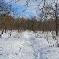 Шахты. Февральская тропинка в лесу мкр. ХБК. :: Пётр Чернега