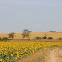 Крымский пейзаж. :: Лариса Исаева