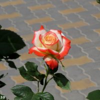 Красотка роза :: Нина Бутко