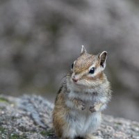 что принёс?..) :: Аркан Арканович