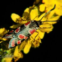 Пестрянка Глазчатая (Zygaena carniolica) :: Владимир Соколов