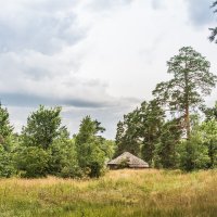 в лесу :: Ирина Фёдорова