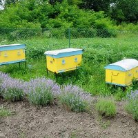 Бджілки біля лавандового поля :: Степан Карачко